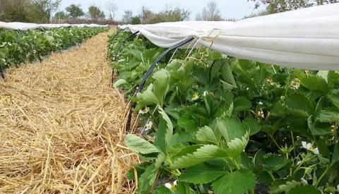На Одещині полуницю тепер вирощують за італійськими технологіями Рис.1