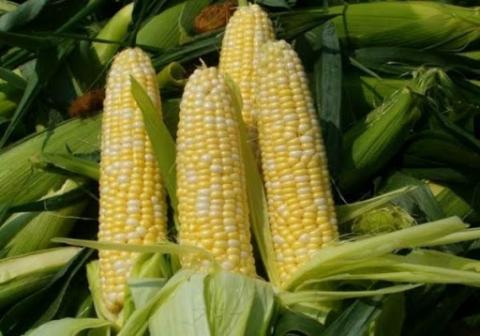 Нова платформа дозволить відстежувати вуглецевий слід зерна кукурудзи Рис.1