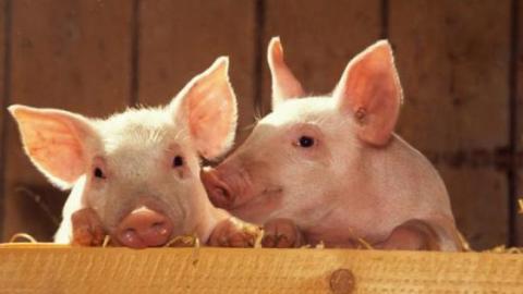 Поголів’я свиней в Україні продовжує скорочуватися Рис.1