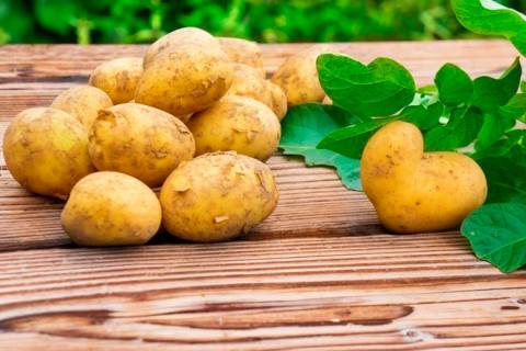 Посухостійкість стає головним викликом і у селекції картоплі, – НААН Рис.1