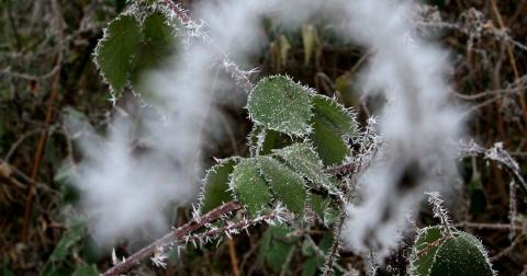 Прогнозовані заморозки лише ускладнять умови проведення осінньої посівної — Адаменко Рис.1