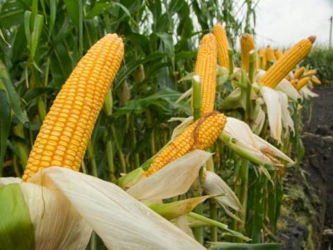 Середня урожайність кукурудзи в агропідприємствах майже на 40% поступається минулорічній Рис.1