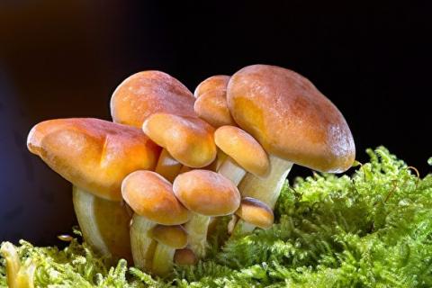 У Франції з грибів створюють альтернативу пестицидам Рис.1