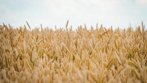 У НААН оприлюднили результати найвищих показників врожайності вітчизняних сортів пшениці Рис.1