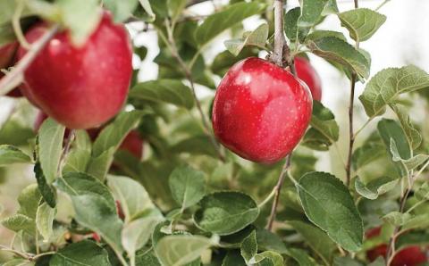 У США вивели три нових сорти яблук Рис.1
