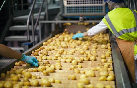 В Україні побудують потужний завод із переробки картоплі Рис.1
