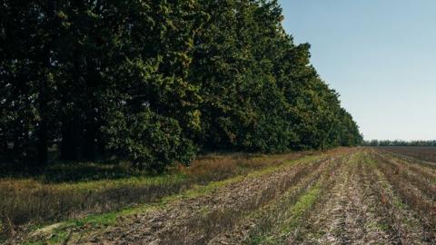 В Україні запровадять компенсацію за відновлення лісосмуг на сільгоспземлях Рис.1