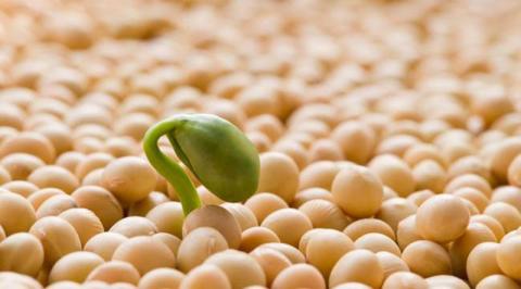 Врожай сої цього року буде на 20-23% нижчим, ніж торік, - прогноз Рис.1