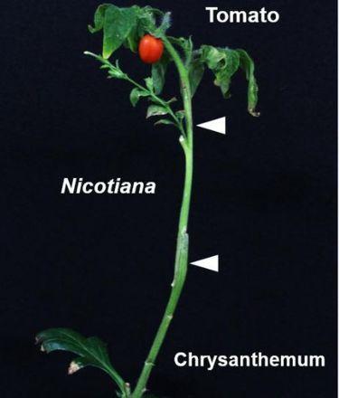 Японські вчені на хризантему прищепили тютюн, а потім – томат Рис.1