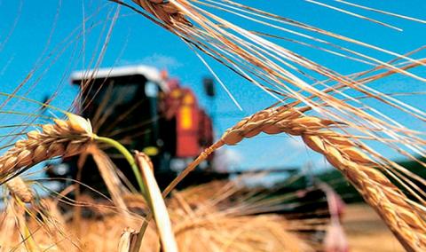 Жнива: В Україні зібрано майже 36 млн тонн зерна Рис.1