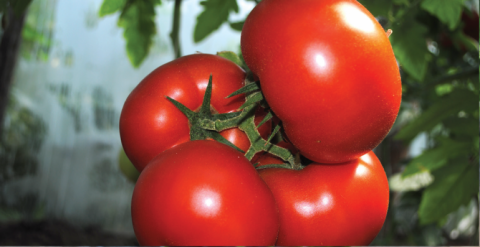Американські біологи «обдурили» помідори, щоб підвищити їх урожайність Рис.1