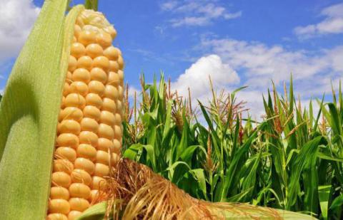 «Астарта» у 2020 році скоротила продажі кукурудзи на 29% Рис.1