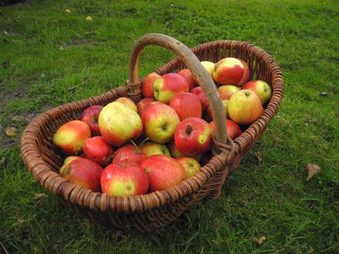 Цьогорічний врожай зимових сортів яблук буде на рівні попереднього Рис.1