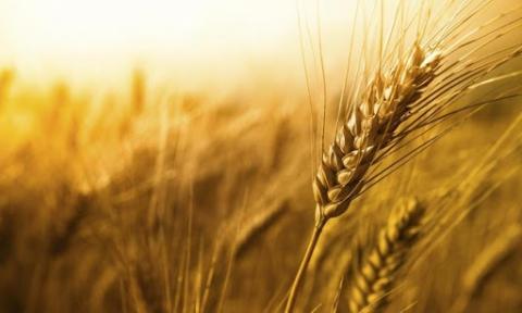  Нацбанк знизив прогноз врожаю зернових до 67 млн т Рис.1
