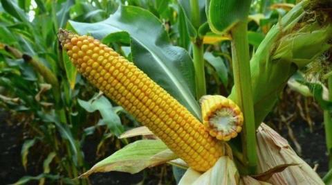 Названо причини цьогорічного зниження врожайності кукурудзи та соняшнику Рис.1