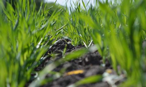 Осінній захист озимих зернових культур від хвороб - Укравіт Рис.1