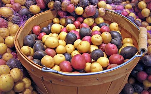 Під Черніговом вирощують унікальну картоплю з червоною і фіолетовою м’якоттю Рис.1