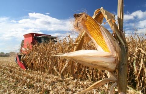 Полтавщина збере майже на 30% менше кукурудзи Рис.1