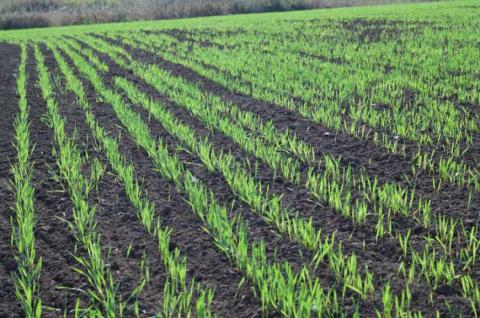 Рішення проти осінньої забур’яненості озимих зернових культур,- Укравіт Рис.1