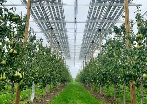 У Бельгії встановили сонячну станцію над грушевим садом Рис.1
