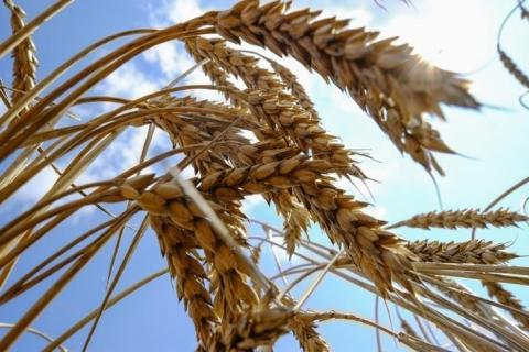 Україна на 16% скоротила експорт зерна Рис.1