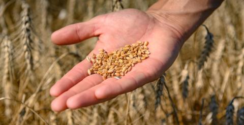 Україна з початку маркетингового року експортувала 10 млн т пшениці Рис.1