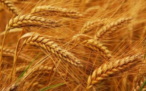 Українська зернова асоціація істотно знизила прогноз урожаю 2020/2021 МР Рис.1