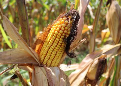 Українські фермери можуть оцінити біологічну урожайність кукурудзи за допомогою мобільного телефону Рис.1