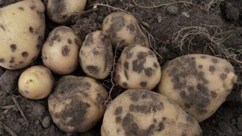 В Україні ураженість картоплі паршею бульб доходить до 100% врожаю Рис.1