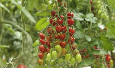 Видовжені томати чері цікаві смаком, врожайністю та невибагливістю Рис.1
