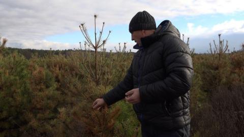 Фермери Чернігівщини втратили тисячі новорічних сосен після обробки сусіднього поля Рис.1