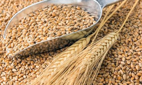 На елеваторах ціни на пшеницю відштовхнулись від «дна» Рис.1