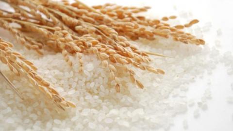 Світовий рекорд урожайності рису побив новий китайський гібрид Рис.1