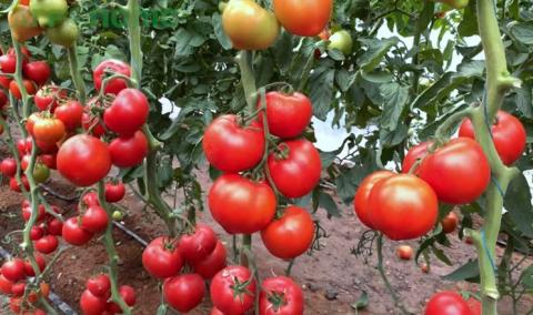 У Кам’янці-Дніпровській презентували яскравий томат з носиком Рис.1