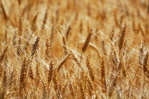 В Україні агровиробники призупинили продаж пшениці Рис.1