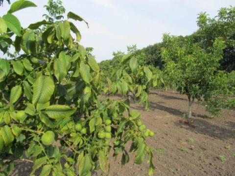 В Україні планують висаджувати промислові горіхові сади пристосовані до зміни клімату Рис.1