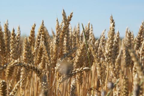 З України експортували 16,5 млн т зерна нового врожаю Рис.1