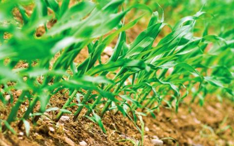 Збільшення різноманітності сільгоспкультур покращує екосистему й урожайність, - дослідження Рис.1