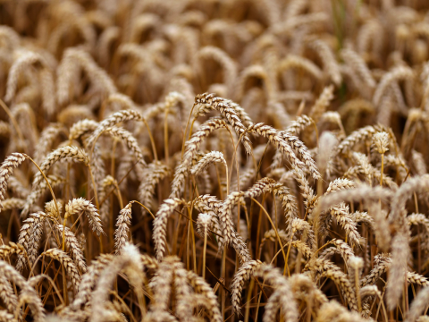 Австралія збере другий за величиною урожай пшениці Рис.1