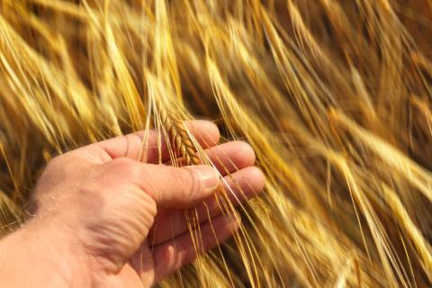 Дослідники вивели пшеницю з великими зернами Рис.1