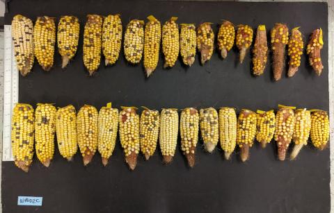 Дослідники з Флориди вивели термостійку кукурудзу Рис.1