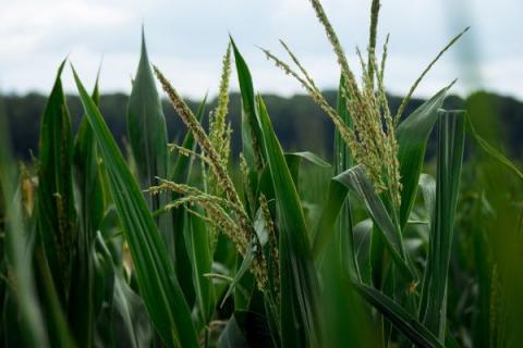 LNZ Group презентувала новий гібрид кукурудзи лінійки UNIVERSEED Рис.1