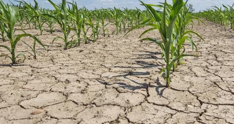 Одеська область виділила 18 млн грн постраждалим від посухи фермерам Рис.1