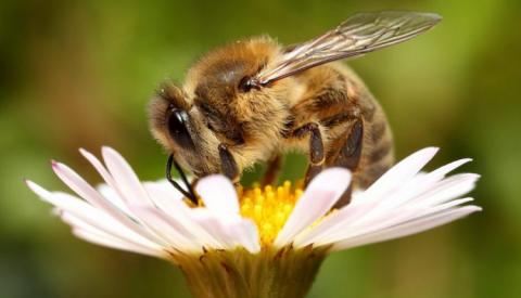 Органічне бджільництво в Україні розвивається карколомними темпами Рис.1