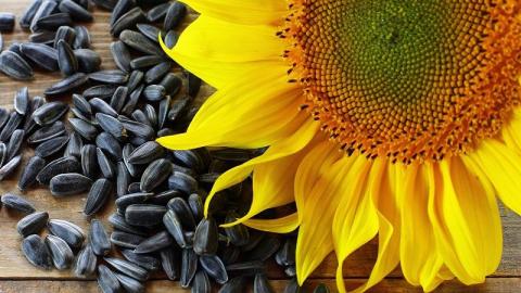 Перевірка насіння соняшнику дозволить попередити провал сезону, — науковці Рис.1