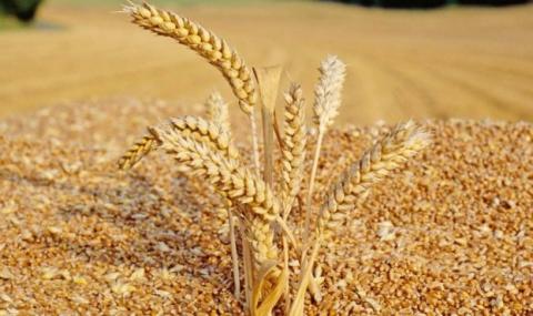 Після перемоги на тендері в Єгипті українська пшеница суттєво здорожчала Рис.1