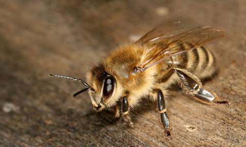 Розсинхронізація бджолиних і квіткових циклів – новий виклик для бджолярів України Рис.1