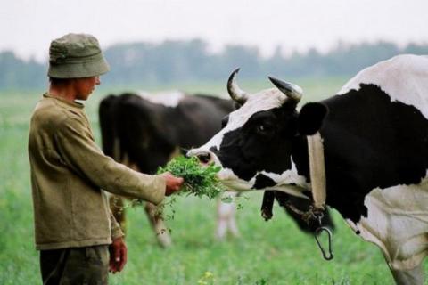 Тваринникам потрібно сформувати запас фуражних зернових культур – заява Рис.1