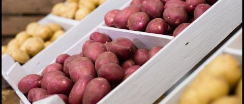 В Україні побільшало виробників насіннєвої картоплі Рис.1