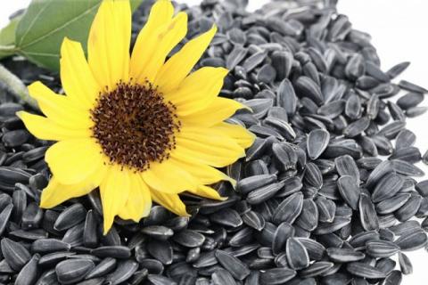 В Україні суттєво зріс попит на насіння соняшнику Рис.1